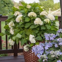 Endless Summer® Blushing Bride Bigleaf Hydrangea Shrub -Evergreen Trees Sales Store Endless Summer Blushing Bride 5