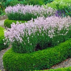 English Boxwood Shrub 9 English Boxwood Shrub -Evergreen Trees Sales Store English Boxwood 4