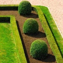 English Boxwood Shrub 11 English Boxwood Shrub -Evergreen Trees Sales Store English Boxwood 7