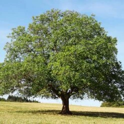 English Walnut Tree -Evergreen Trees Sales Store English Carpathian Walnut 4 FGT