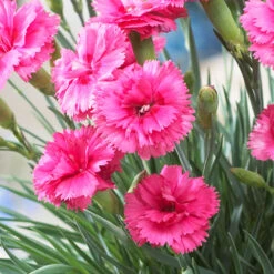 Scent First® Eternity Dianthus Plant -Evergreen Trees Sales Store Eternity Dianthus 2