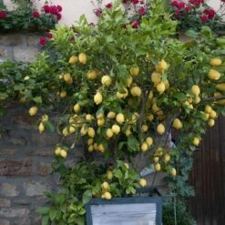 Eureka Lemon Tree