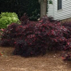 'Ever Red' Loropetalum -Evergreen Trees Sales Store Ever Red Lorepetalum 2