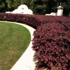 'Ever Red' Loropetalum -Evergreen Trees Sales Store Ever Red Lorepetalum 3