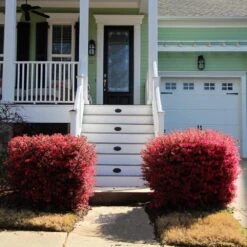 'Ever Red' Loropetalum -Evergreen Trees Sales Store Ever Red Lorepetalum 4