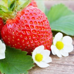 Everbearing Strawberry -Evergreen Trees Sales Store Everbearing Strawberry 3 FGT