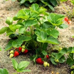 Everbearing Strawberry - USDA Organic -Evergreen Trees Sales Store Everbearing Strawberry 5 FGT 833b267c 2a90 438e af54 2fa42d3231c7
