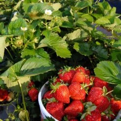 Everbearing Strawberry -Evergreen Trees Sales Store Everbearing Strawberry 6 BB