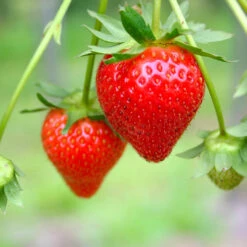 Everbearing Strawberry - USDA Organic -Evergreen Trees Sales Store Everbearing Strawberry 7 FGT