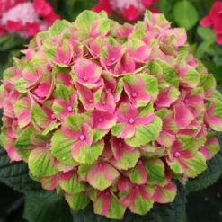 Everlasting® Amethyst Hydrangea Shrub -Evergreen Trees Sales Store Everlasting Amethyst Hydrangea 2