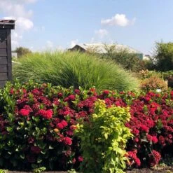 Everlasting® Crimson Ruby Hydrangea Shrub -Evergreen Trees Sales Store Everlasting Crimson Ruby 1