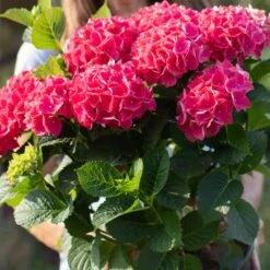 Everlasting® Crimson Ruby Hydrangea Shrub -Evergreen Trees Sales Store Everlasting Crimson Ruby 4
