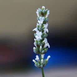 Lavender Exceptional™ -Evergreen Trees Sales Store Exceptional Lavender 2