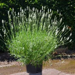 Lavender Exceptional™ -Evergreen Trees Sales Store Exceptional Lavender 4