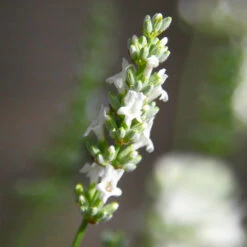 Lavender Exceptional™ -Evergreen Trees Sales Store Exceptional Lavender 5