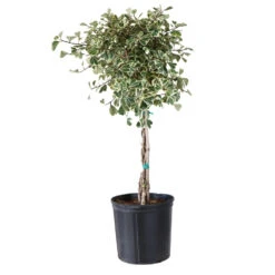Variegated Ficus Triangularis Tree -Evergreen Trees Sales Store FIC TRT 34 3 BRD