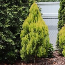 Forever Goldy™ Arborvitae Tree -Evergreen Trees Sales Store FOrever GOldie 2