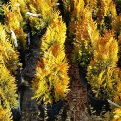 Forever Goldy™ Arborvitae Tree -Evergreen Trees Sales Store FOrever GOldy 3