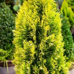 Forever Goldy™ Arborvitae Tree -Evergreen Trees Sales Store FOrever GOldy 4