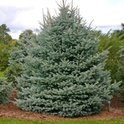 Fat Albert Colorado Blue Spruce -Evergreen Trees Sales Store Fat albert Blue Spruce 1