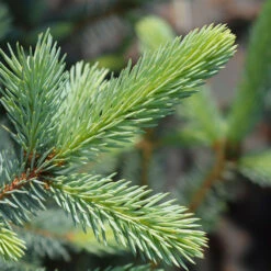 Fat Albert Colorado Blue Spruce -Evergreen Trees Sales Store Fat albert Blue Spruce 2