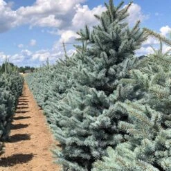 Fat Albert Colorado Blue Spruce -Evergreen Trees Sales Store Fat albert Blue Spruce 5