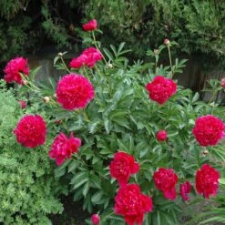 Felix Crousse Peony -Evergreen Trees Sales Store Felix Crousse Peony 1