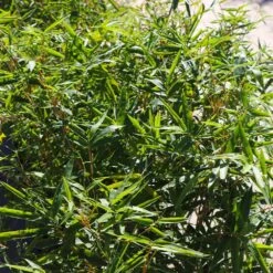 Fernleaf Bamboo -Evergreen Trees Sales Store Fernleaf Multiplex Bamboo 4 FGT