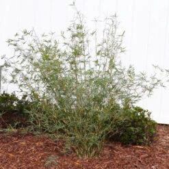 Fernleaf Bamboo -Evergreen Trees Sales Store FernleafMultiplexBamboo 1