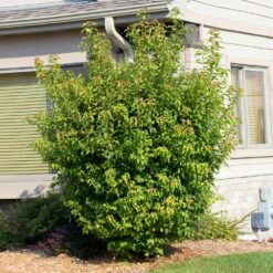 Flame Amur Maple -Evergreen Trees Sales Store Flame Amur 2