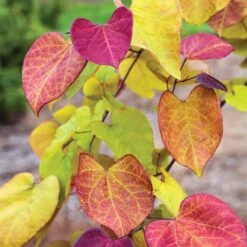Flame Thrower® Redbud Tree -Evergreen Trees Sales Store Flame Thrower Redbud 3