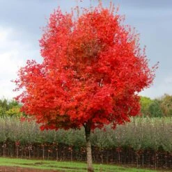 Flashfire® Maple Tree -Evergreen Trees Sales Store Flashfire Maple 1