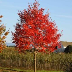 Flashfire® Maple Tree -Evergreen Trees Sales Store Flashfire Maple 2