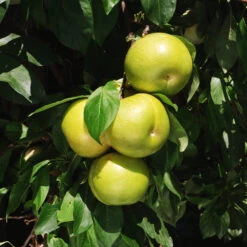 Flavor Queen Pluot® -Evergreen Trees Sales Store Flavor Queen Pluot 4