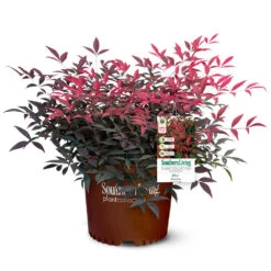Flirt™ Nandina Shrub -Evergreen Trees Sales Store Flirt Nandina 5
