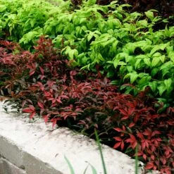 Flirt™ Nandina Shrub -Evergreen Trees Sales Store Flirt Nandina BB 2