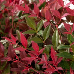Flirt™ Nandina Shrub -Evergreen Trees Sales Store Flirt Nandina FGT 6