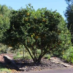 Hardy Orange Tree 'Flying Dragon' -Evergreen Trees Sales Store Flying Dragon Trifoliate orange 11 FGT