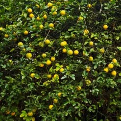 Hardy Orange Tree 'Flying Dragon' -Evergreen Trees Sales Store Flying Dragon Trifoliate orange 2