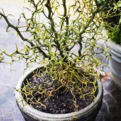 Hardy Orange Tree 'Flying Dragon' -Evergreen Trees Sales Store Flying Dragon Trifoliate orange 7