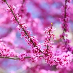 Forest Pansy Redbud 8 Forest Pansy Redbud -Evergreen Trees Sales Store Forest Pansy Redbud 3