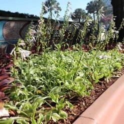 Francee Hosta Plant -Evergreen Trees Sales Store Francee Hosta 3