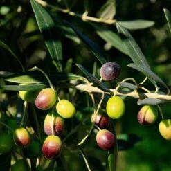 Frantoio Olive Tree -Evergreen Trees Sales Store Frantoio Olive 2 BB