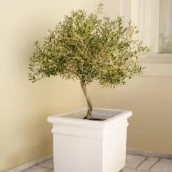 Frantoio Olive Tree -Evergreen Trees Sales Store Frantoio Olive FGT