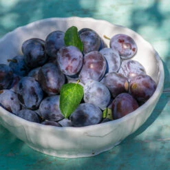 French Prune Tree -Evergreen Trees Sales Store French Prune Plum 3