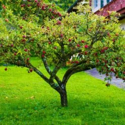 Fuji Apple Tree - USDA Organic -Evergreen Trees Sales Store Fuji Apple 6