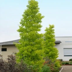Goldspire™ Ginkgo Tree 7 Goldspire™ Ginkgo Tree -Evergreen Trees Sales Store GOldspire Ginkgo Tree 2 FGT