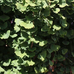 Goldspire™ Ginkgo Tree 9 Goldspire™ Ginkgo Tree -Evergreen Trees Sales Store GOldspire Ginkgo Tree 8