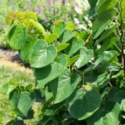 Garden Gems® Emerald Redbud Tree -Evergreen Trees Sales Store Garden Gems Emerald 1