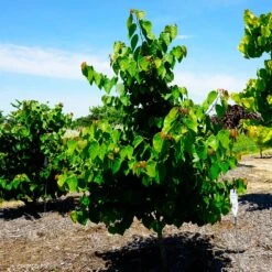 Garden Gems® Emerald Redbud Tree -Evergreen Trees Sales Store Garden Gems Emerald 3